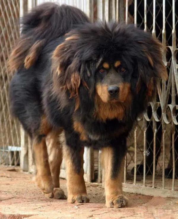 藏獒 威武 兇猛 忠誠