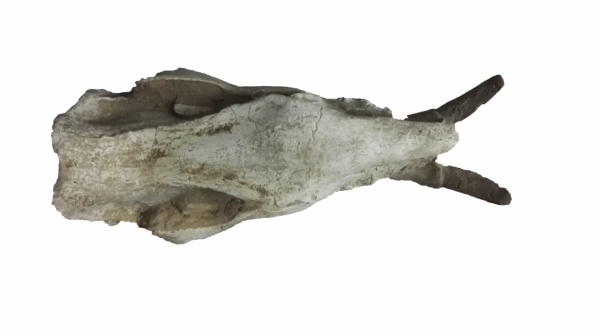 精品推薦——大唇犀牛化石 精品推薦——大唇犀牛化石