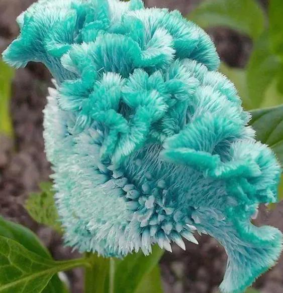 美妙絕倫的奇花獻給最可愛的你