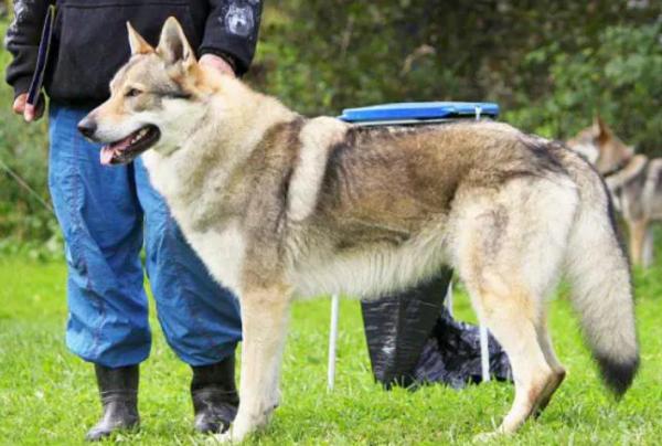 這幾種狗，人稱“會呼吸的人民幣”，非土豪養不起