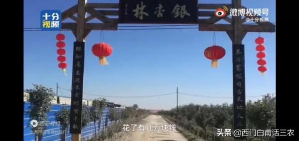 山西農民25年前栽種2000棵銀杏，25年後，天上掉下個“聚寶盆”