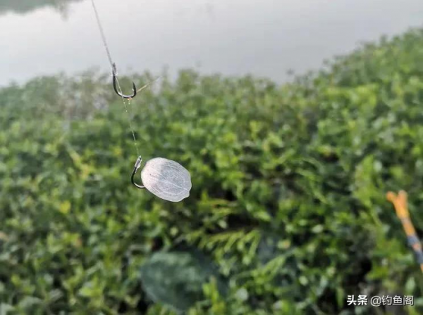 為什麼用伊勢尼老跑魚？不是故意黑它，野釣小魚是真不好用