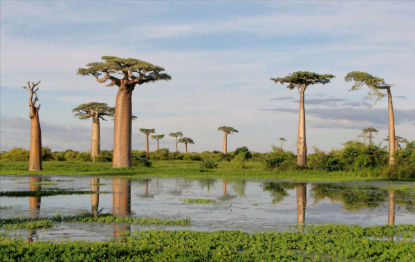 非洲人溫飽都難以解決,為何還不願意種地?原來土地上有兩大寶貝 非洲人溫飽都難以解決,為何還不願意種地?原來土地上有兩大寶貝