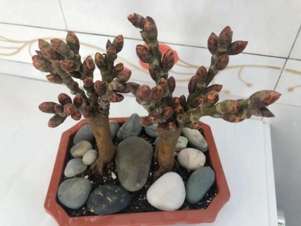 臘月買花，8種花白送都別要，養不活，還惹一肚子氣