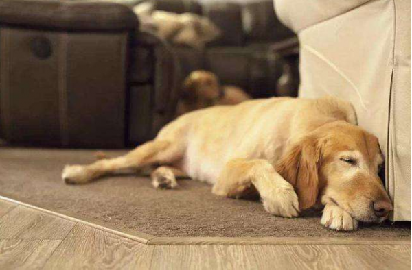 你可能不知道,其實這幾種方式,是老年狗在“告別” 你可能不知道,其實這幾種方式,是老年狗在“告別”