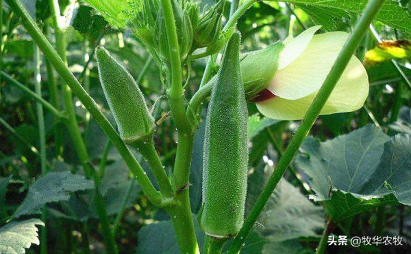 想靠種植賺錢，選擇以下三項，資金少的人也可以種植