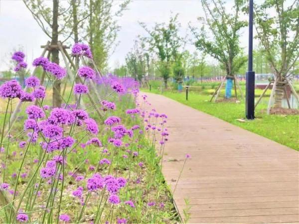 大美臨港丨聽人鯨傳奇、看海天一色、望璀璨星空……這樣的生態寶地，你嚮往嗎？