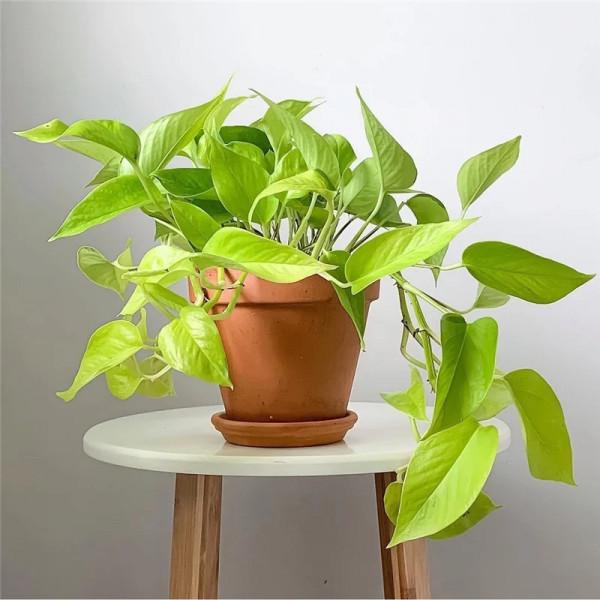 100種觀葉綠植,50種大型的,50種小型的,家裡沒有陽光也能養 100種觀葉綠植,50種大型的,50種小型的,家裡沒有陽光也能養