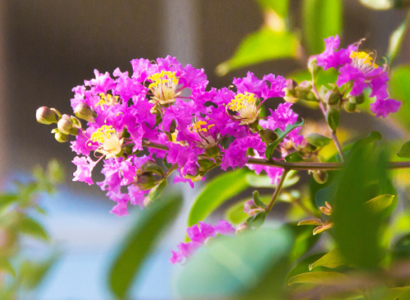 適合庭院種的“四大名貴樹”，經典美麗寓意好，寓意深遠價值高