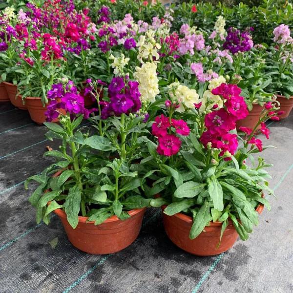 哪些花卉可以清除室內有害氣體？