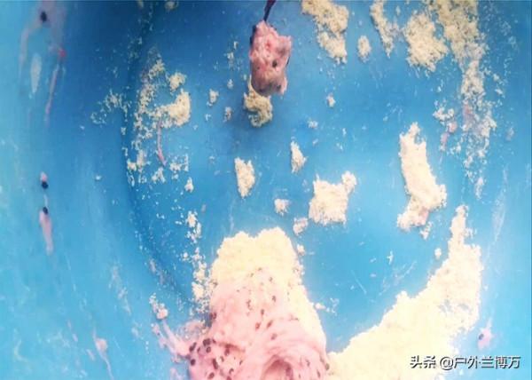 好用的魚餌,不在漁具店!它“藏在”廚房 好用的魚餌,不在漁具店!它“藏在”廚房