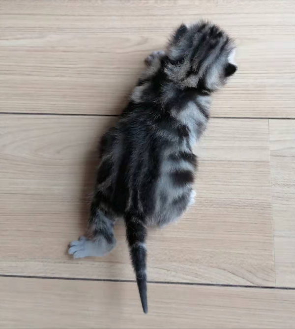 只養了一隻貓，是怎麼魔幻地變成了六隻貓？