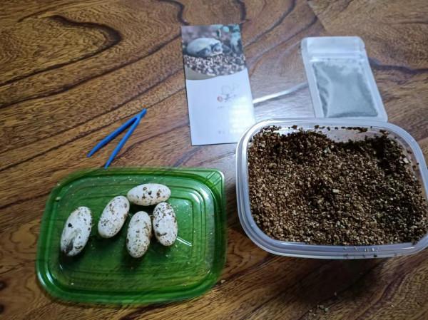從出殼養到大的浪漫,烏龜蛋孵化選購經驗談及龜苗過冬裝備推薦 從出殼養到大的浪漫,烏龜蛋孵化選購經驗談及龜苗過冬裝備推薦