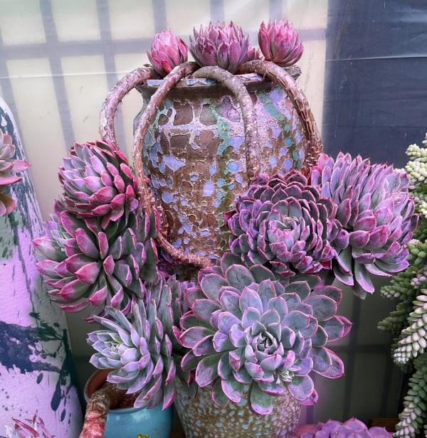 一顆火焰杯多肉八年時間的改變,曾經的小單頭變已成懸崖樁,震撼 一顆火焰杯多肉八年時間的改變,曾經的小單頭變已成懸崖樁,震撼