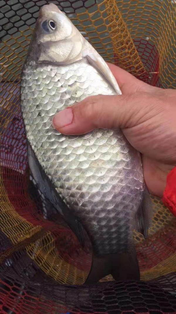 垂釣之旅——日行千里，只為漁你相見