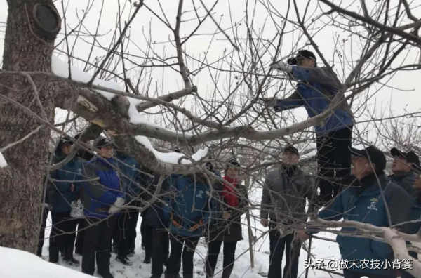 蘋果樹冬季修剪,早剪和晚剪哪個好?哪些應早剪,哪些應晚剪? 蘋果樹冬季修剪,早剪和晚剪哪個好?哪些應早剪,哪些應晚剪?