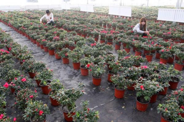 未來農村會是什麼樣子(2)? 未來農村會是什麼樣子(2)?