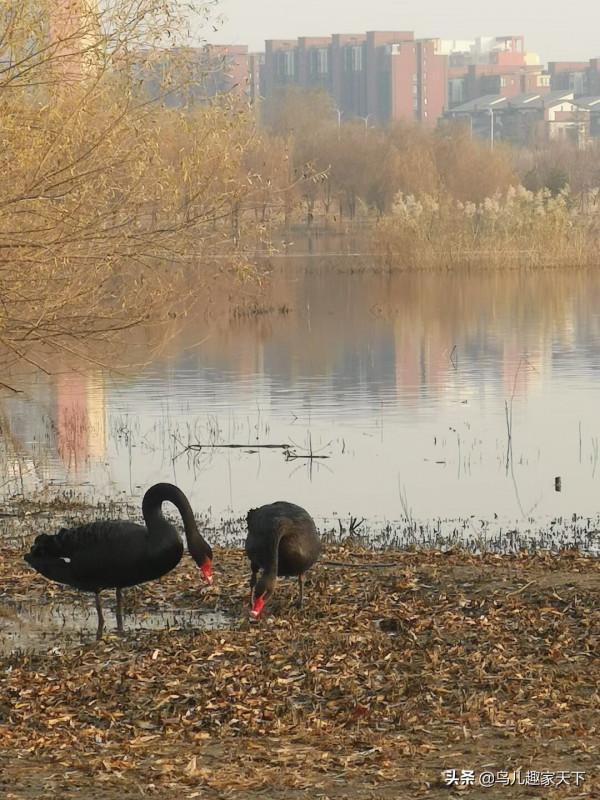 冬日天壇湖引來珍貴黑天鵝 冬日天壇湖引來珍貴黑天鵝