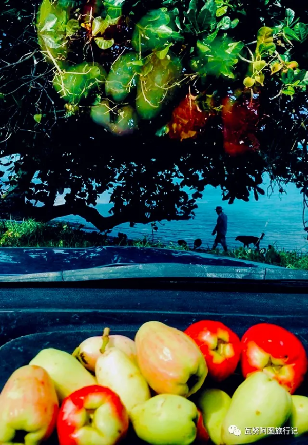 諾和西海的粉色邂逅