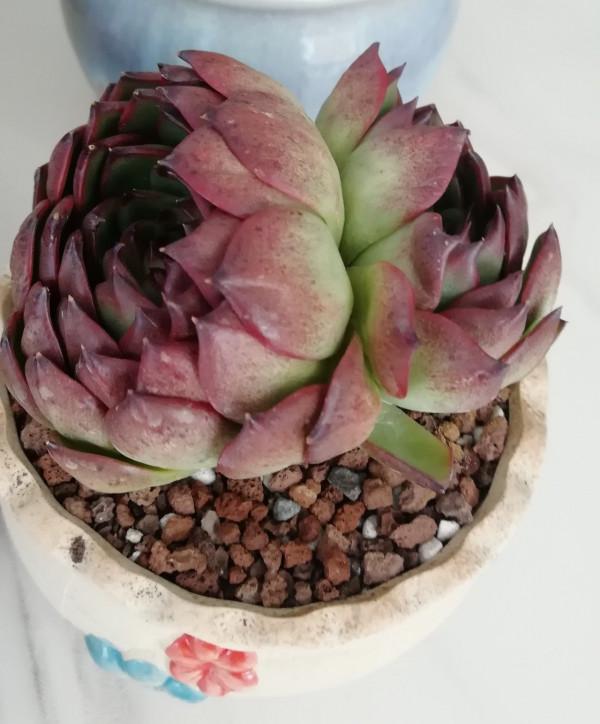 有人被我帶入肉坑,看看給新手都買了什麼肉 有人被我帶入肉坑,看看給新手都買了什麼肉