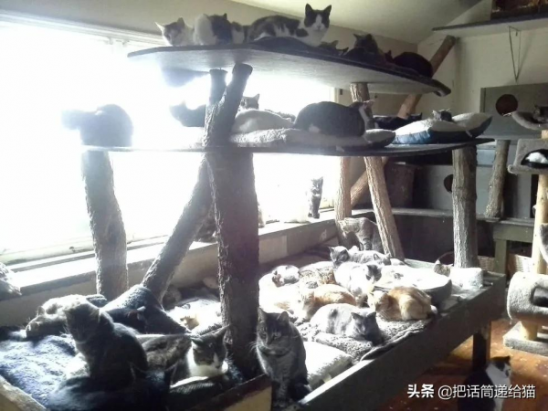 中年喪子後，父親花了15年建了座“貓天堂”