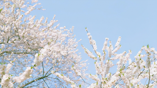 玉淵潭公園正門是哪個門?冬季櫻花更勝春光,還有臘梅和霧凇奇觀 玉淵潭公園正門是哪個門?冬季櫻花更勝春光,還有臘梅和霧凇奇觀