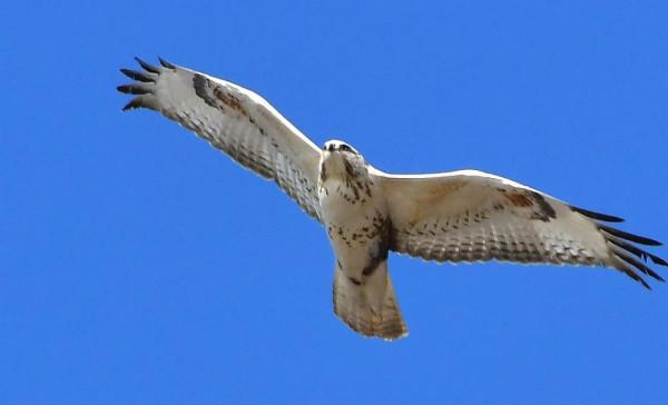 今天宛平湖拍鳥的小小收穫與朋友分享