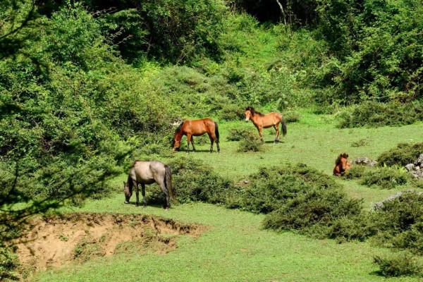 國慶小長假,朝天這個地方一定要去,植被茂盛,綠樹成蔭 國慶小長假,朝天這個地方一定要去,植被茂盛,綠樹成蔭