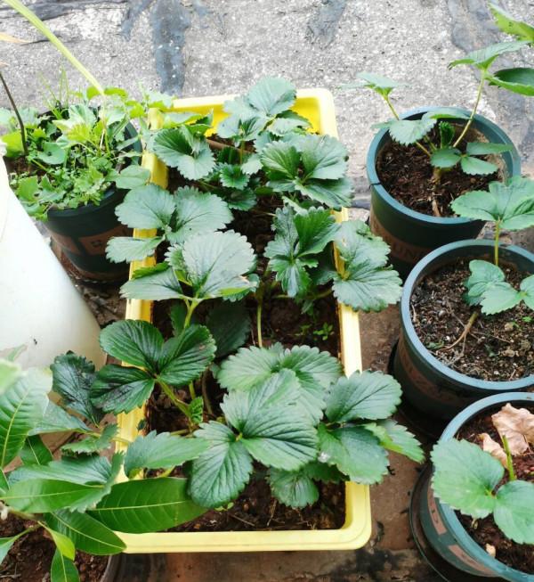 冬天如何在家種植草莓？做到2步，開花很多、碩果累累、漂亮美味