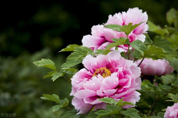 庭院無樹，無福無祿？有院子就種15種樹，隨便選一種，吉祥又好看