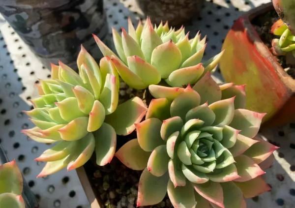 一年一度曬秋時,一年一度曬肉時 一年一度曬秋時,一年一度曬肉時