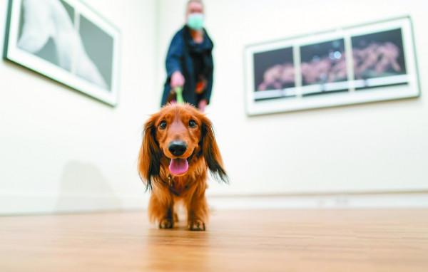 荷蘭，沒有流浪狗的國家