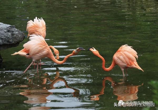 絕美的秋色，動物朋友們都陶醉了