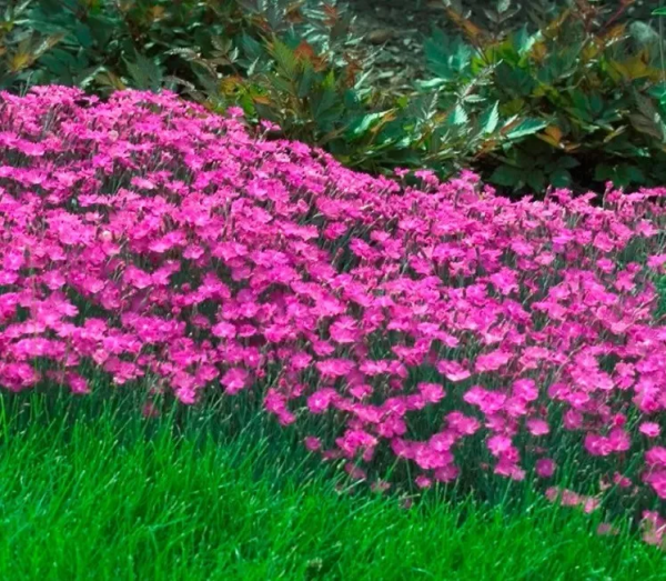 讓花園充滿浪漫色彩的粉色開花植物，滿足你的少女心