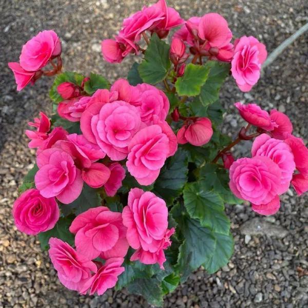 秋冬養盆麗格海棠,花朵像牡丹,有金玉滿堂好兆頭 秋冬養盆麗格海棠,花朵像牡丹,有金玉滿堂好兆頭