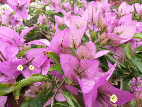 品種大全丨奼紫嫣紅的三角梅,驚豔你的可不是它的花…附品種介紹 品種大全丨奼紫嫣紅的三角梅,驚豔你的可不是它的花…附品種介紹