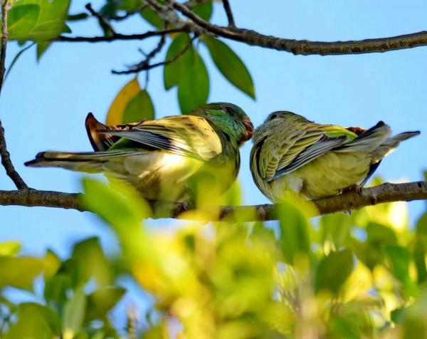 分享圖片：精美絕倫的鳥兒。顏色鮮豔，姿態優美，太招人喜歡了