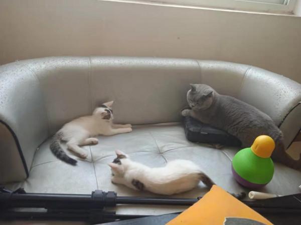 因為一個虐貓影片，我想聊聊我的工作和倒閉的收容所