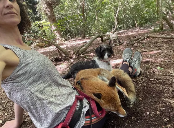 女主人養了一隻沒眼睛的狐狸，一隻沒腿總“翻車”的狗子，網友們：太可愛了吧