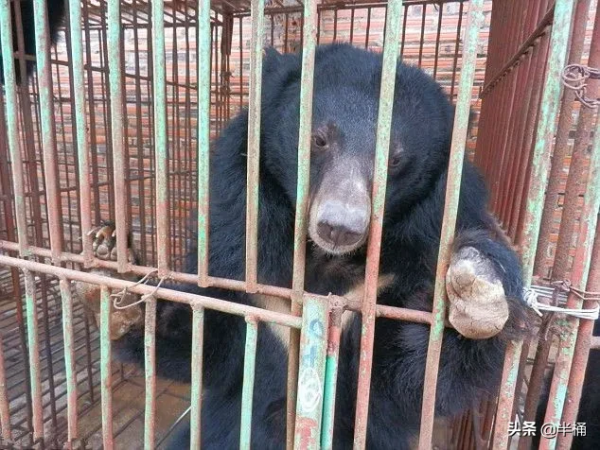 “活熊取膽”慘無人道，為何我國仍然允許從活熊體內取膽汁？
