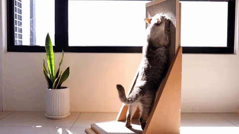 貓抓板豎立，貓咪面壁鑿光