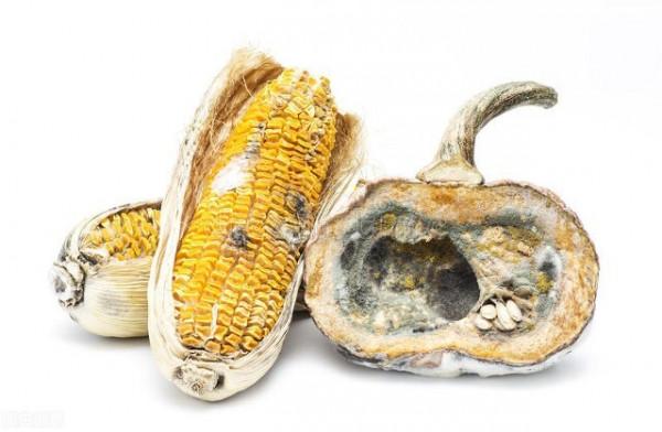 女子接觸黴變玉米後肺部長滿真菌,花錢多還很難根治,原因何在 女子接觸黴變玉米後肺部長滿真菌,花錢多還很難根治,原因何在