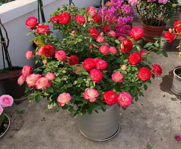 “富養”4種花，用大盆長得旺，壽命還很長，養成老樁更值錢