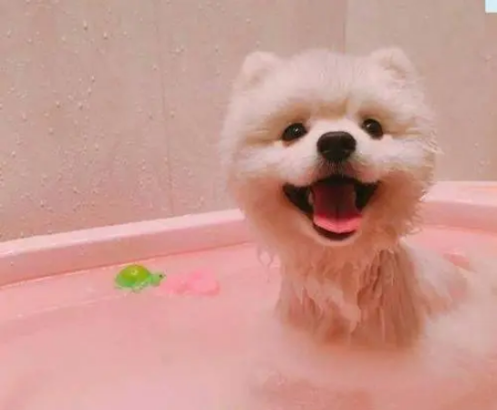 博美犬多久洗一次澡？原來這麼多年都錯了