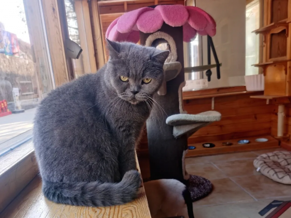 《論“肚腩”對小貓咪的重要性》