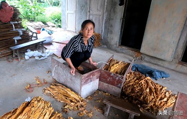農民大姐每年種植60畝菸葉不覺勞累,心有高興事,幹活也輕鬆 農民大姐每年種植60畝菸葉不覺勞累,心有高興事,幹活也輕鬆