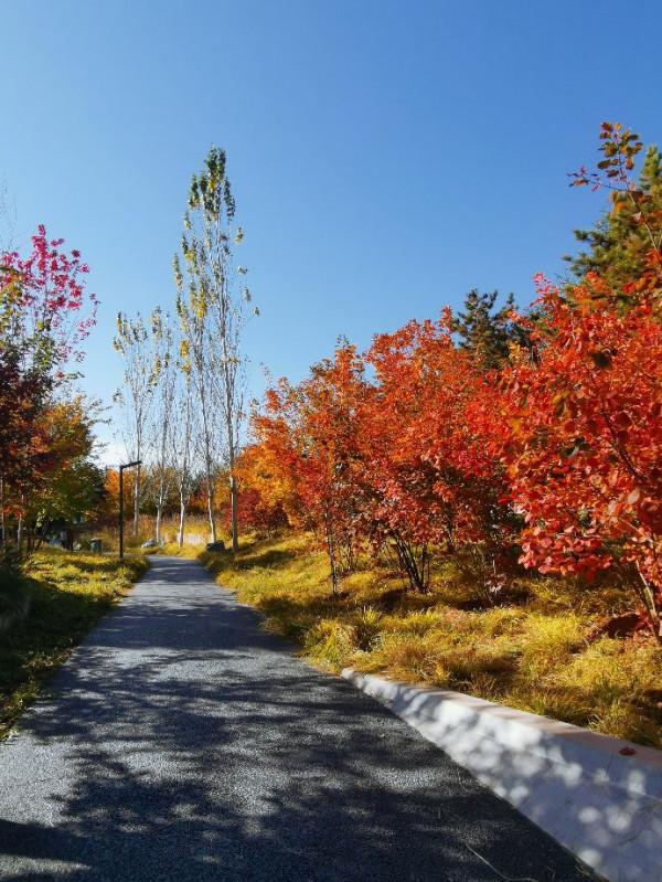 北京的秋天，永引渠邊紅葉爆發