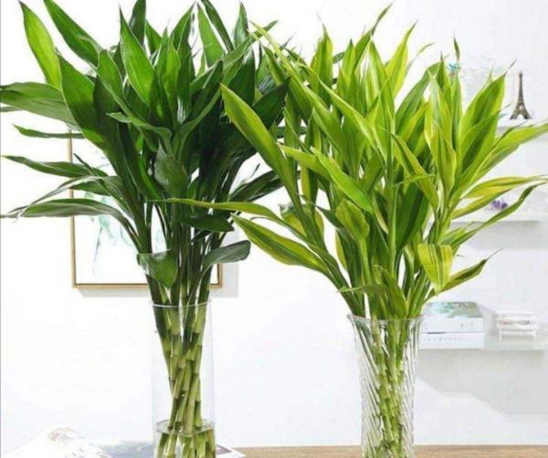 八種“旺財花”，一曬就黃葉，放在“半陰地”反而長得旺