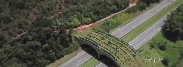 巴西為保護髮展一群金色的猴子,為其建造橋樑,幫助狨猴種群流動 巴西為保護髮展一群金色的猴子,為其建造橋樑,幫助狨猴種群流動