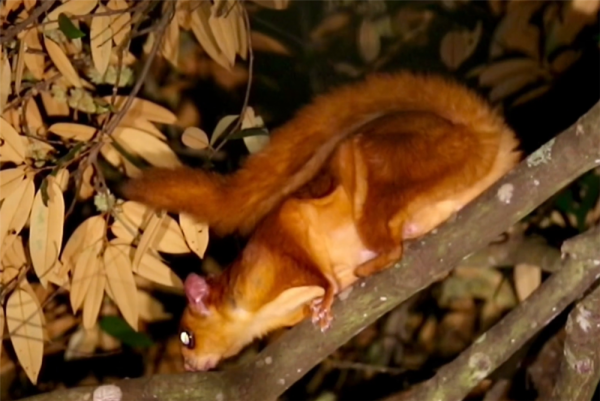 福建天寶巖發現飛虎，長得像樹狗，住20米高的樹洞，可滑翔60米遠